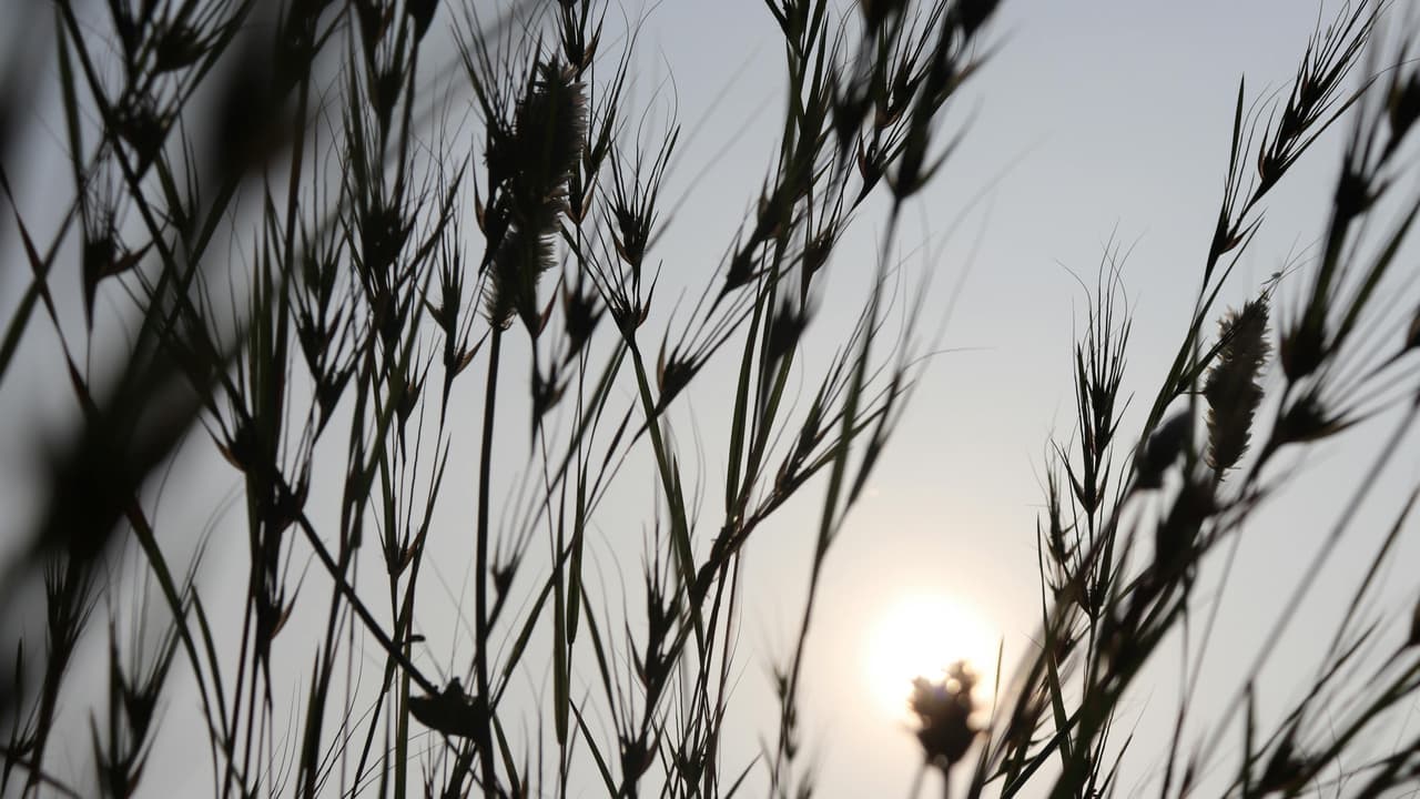 Thumbnail for The Corn of Wheat, Part 4 of 5: Strength Through Weakness