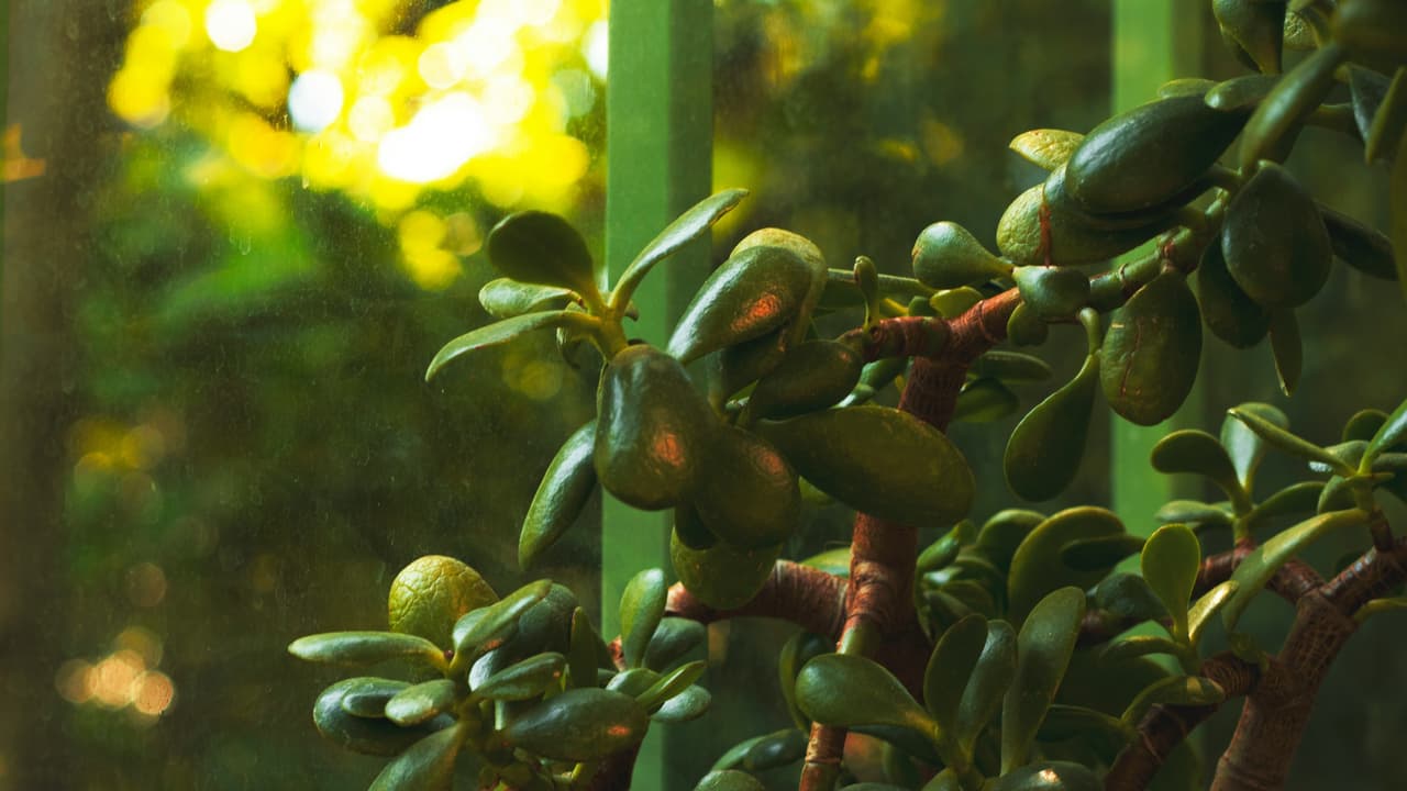 Thumbnail for God’s Objective: Fruit, Part 2 of 5: The Vine and the Branches