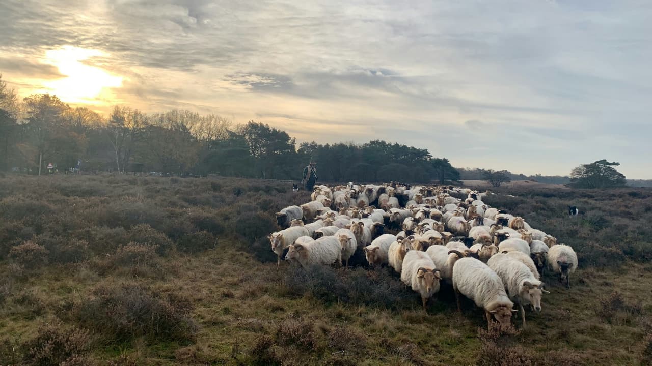 Thumbnail for The Shepherd’s Provision, Part 3 of 5: The Sheepfold