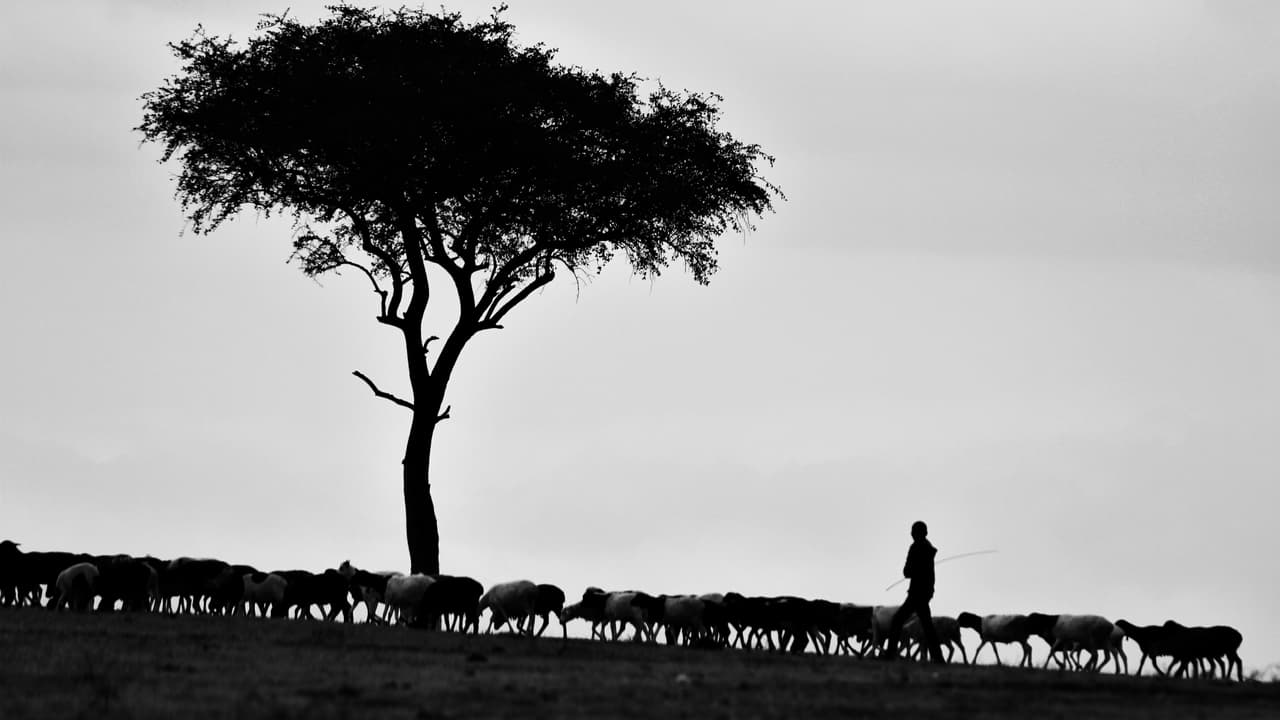 Thumbnail for Marks of the Sheep, Part 4 of 5: The Sheepfold
