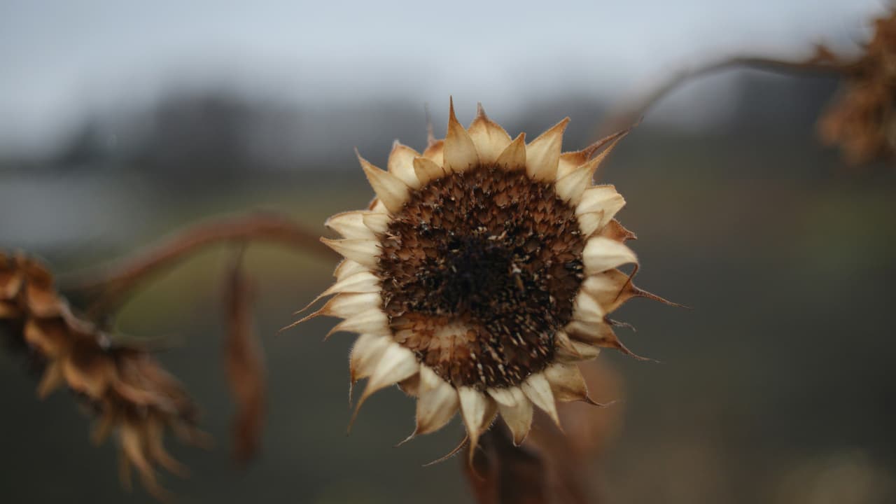 Thumbnail for Weaned from the Temporal, Part 8 of 10: Learning by Living