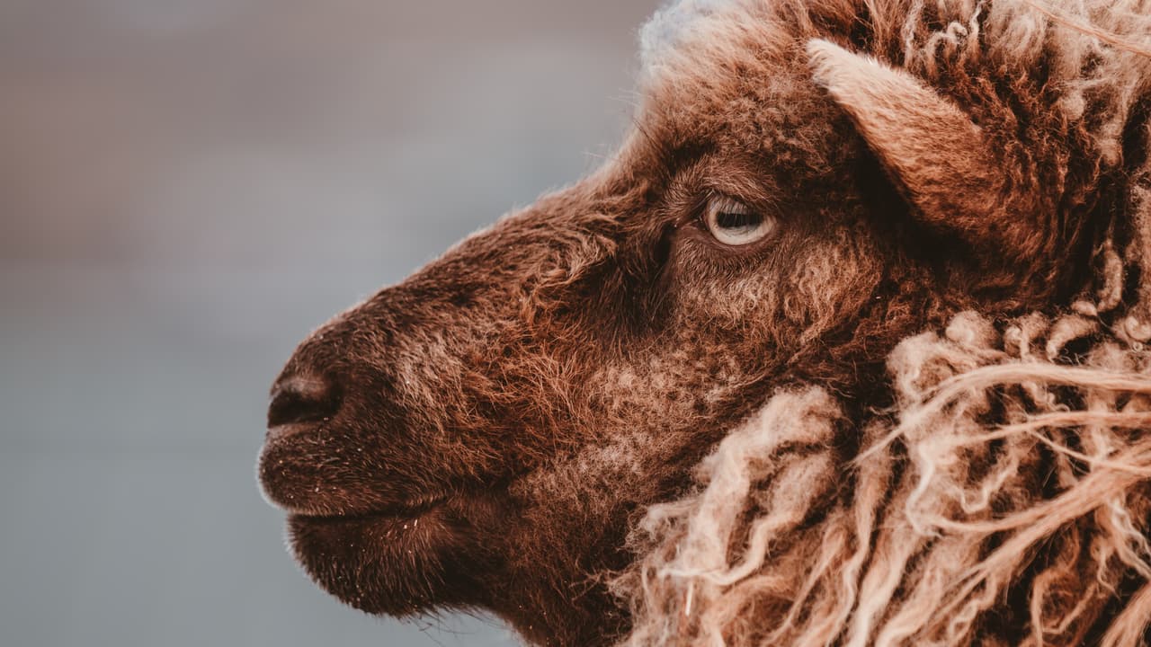 Thumbnail for The Blood of the Lamb