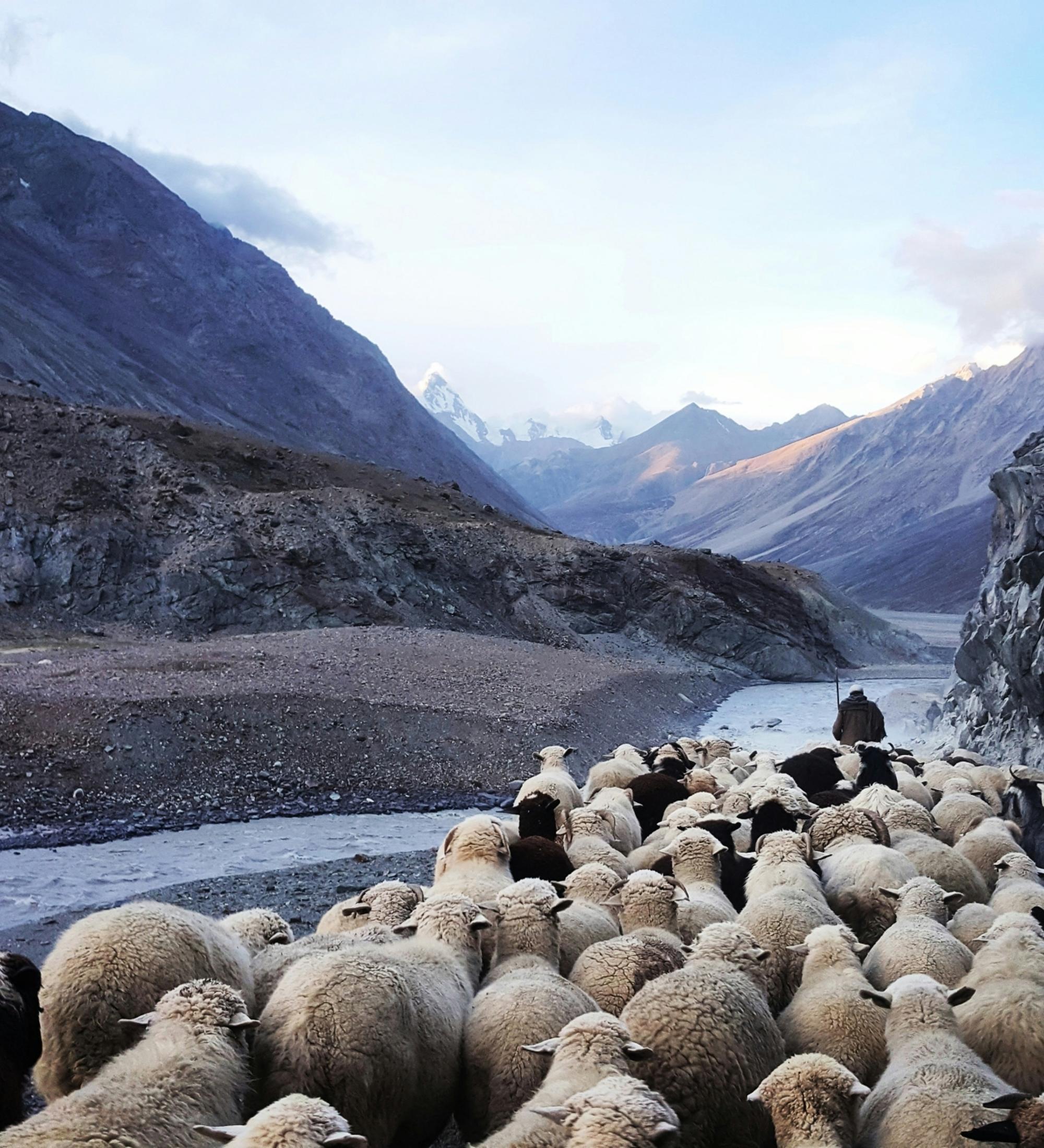 Background for The Chief Shepherd and His Undershepherds - Part 1
