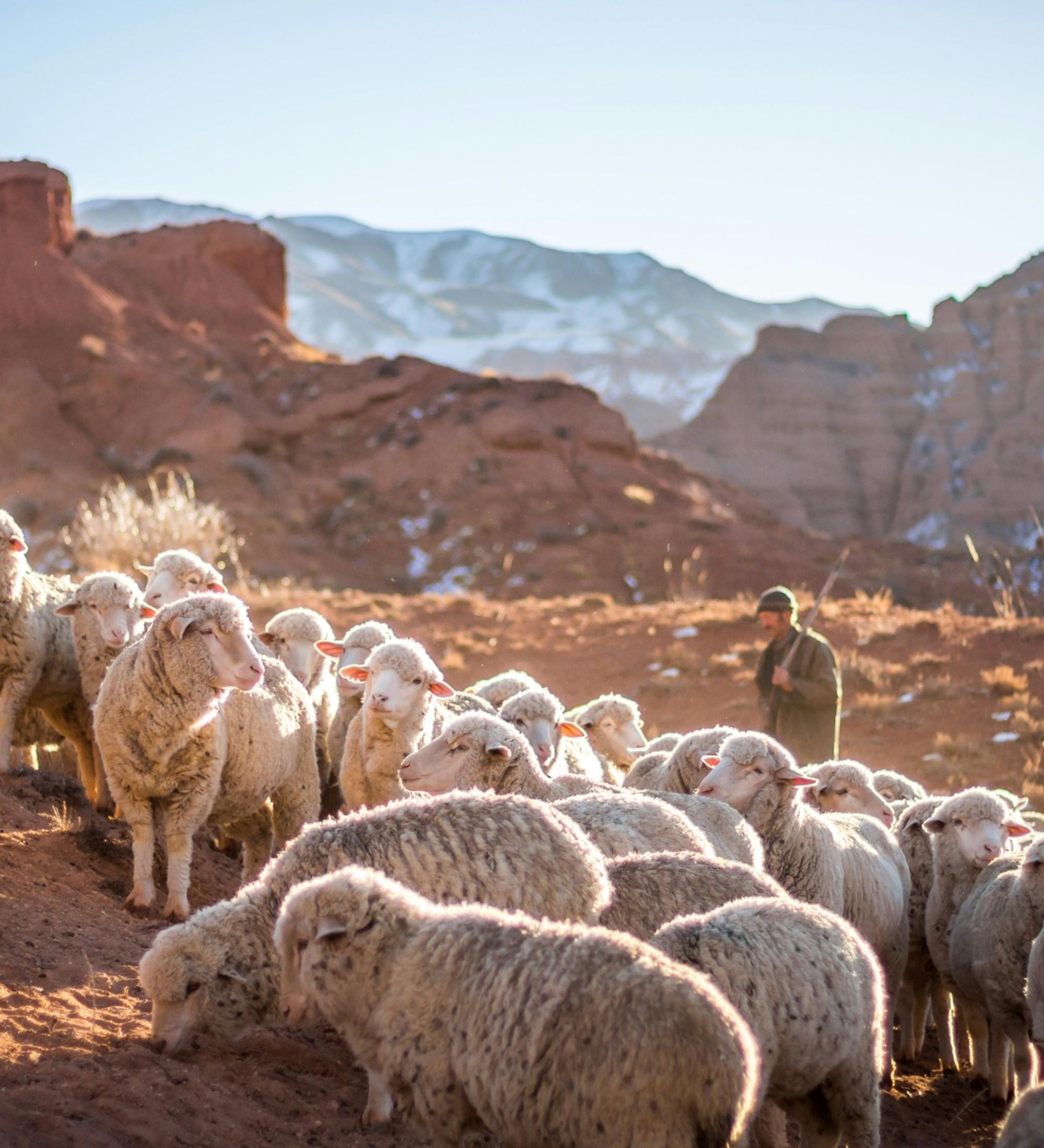 Background for The Chief Shepherd and His Undershepherds - Part 2