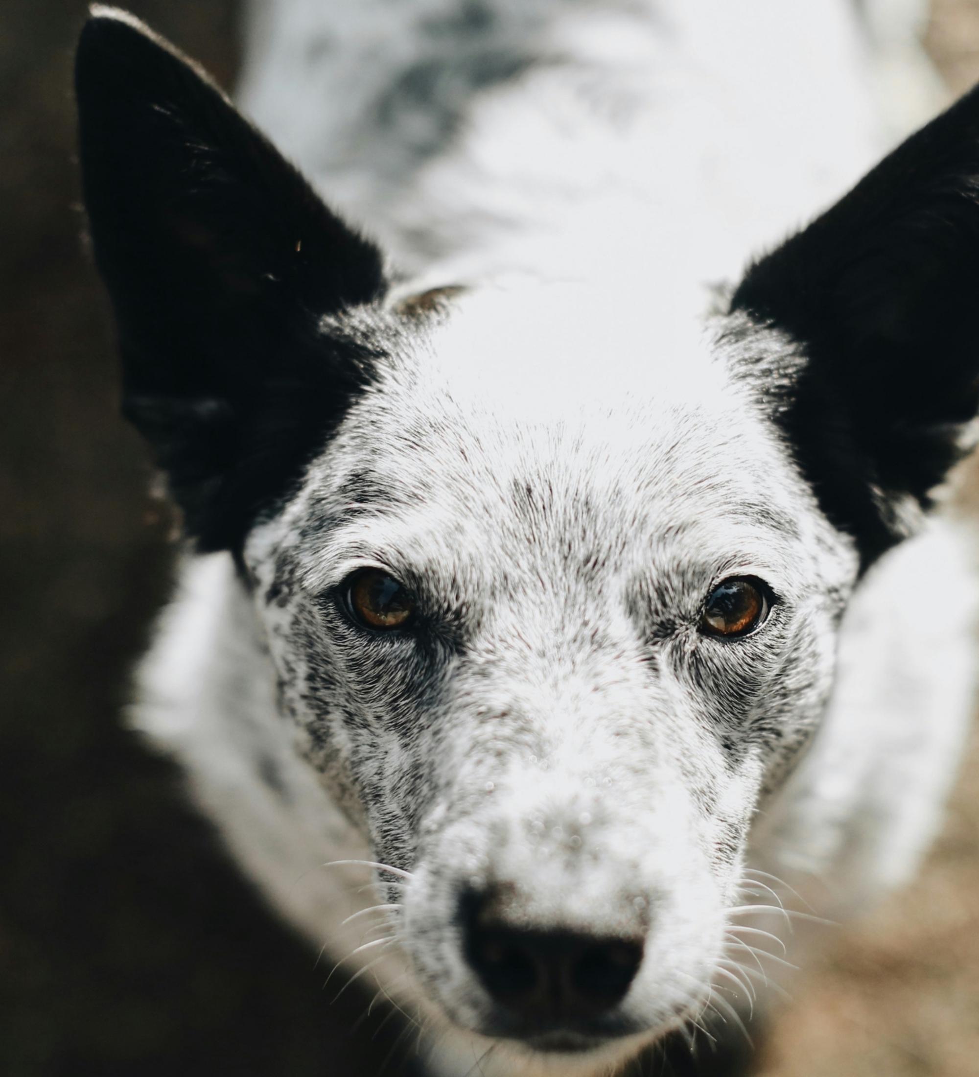 Background for Caleb - Lessons from a Dog's Life