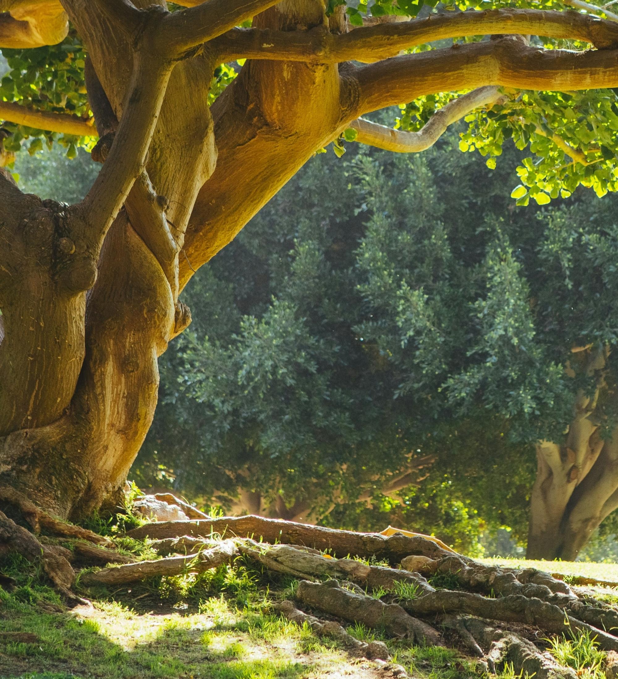 Background for Laying the Ax to the Root