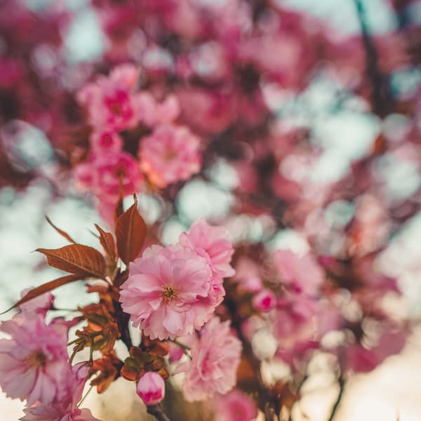 Thumbnail for Free To Worship (Part 1)