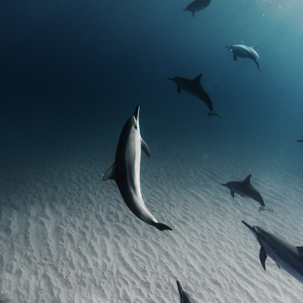 Thumbnail for The Lord’s Treasure