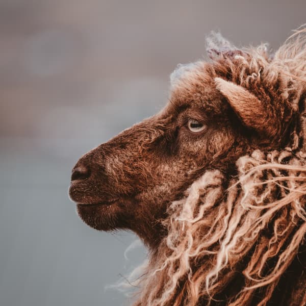 Thumbnail for The Blood of the Lamb